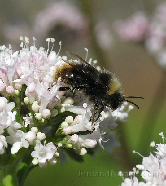 Bee01.JPG