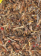 Ant01 (2)