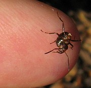 Ant01 (3)