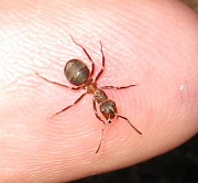 Ant01 (4)