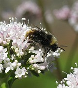 Bee01