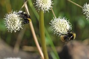 BumbleBee01 (1)