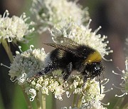 BumbleBee01 (2)