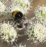 BumbleBee01 (3)