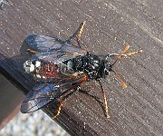 Hornet1