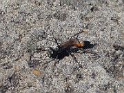 Wasp01 (IMG_7525)