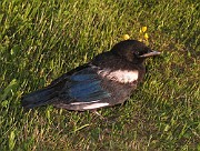 Birds (Foglar)