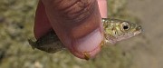 Fish (Fisk)