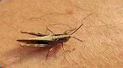 Grasshoppers (Hoppratvingar)