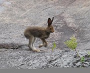 Mammals