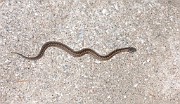 Reptiles (Reptilar)