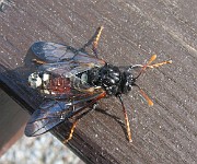 Wasps Bees and Ants (Steklar)
