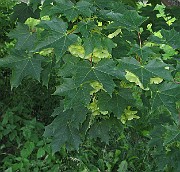 IMG_3855