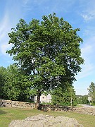 IMG_9049
