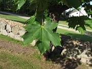 IMG_9051