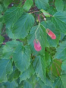 IMG_0726