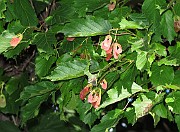 Acer tataricum subsp. ginnala
