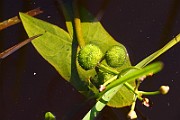 IMG_0943