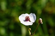 IMG_0947