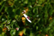 IMG_0948