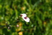 IMG_0949