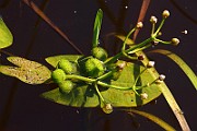 IMG_0951