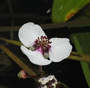 IMG_7704