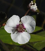 IMG_7706