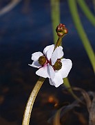 IMG_1421