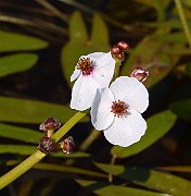 IMG_1428