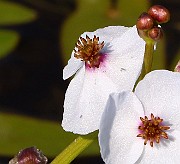 IMG_1429