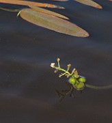 Sagittaria natans