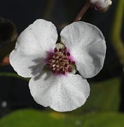 Sagittaria sagittifolia