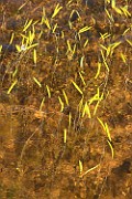 Sagittaria x lunata