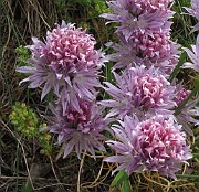 Allium schoenoprasum