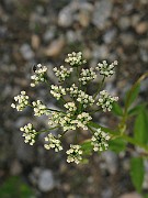 IMG_6527