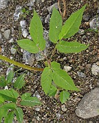 IMG_6528