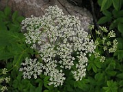 IMG_6531
