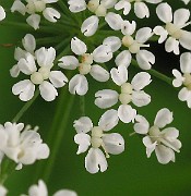 IMG_6534