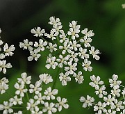 IMG_6535