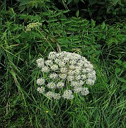 IMG_3664