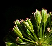 IMG_6229