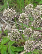 IMG_6783b