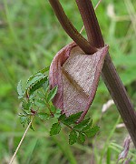 IMG_6784