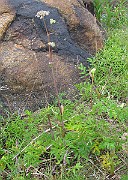 IMG_6786