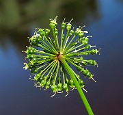 IMG_6794
