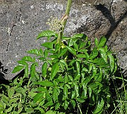 IMG_7035