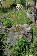 IMG_7036