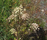 IMG_7837