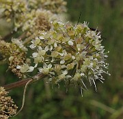 IMG_7838